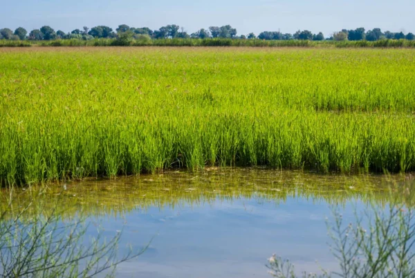 RIZ DE CAMARGUE IGP LONG BLANC 500G L'ATELIER DU SEL – Image 2